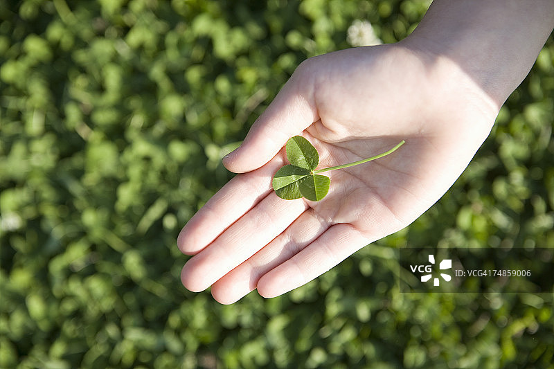 手持三叶草，户外特写图片素材