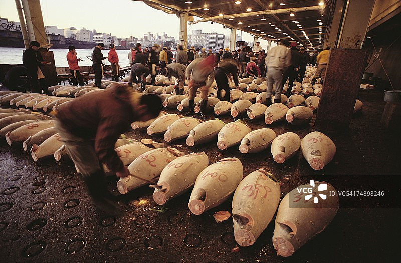 东京筑地鱼市的金枪鱼图片素材