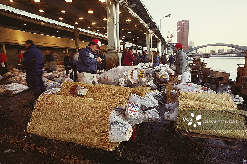 筑地鱼市：男人在检查金枪鱼(东京, 日本)图片素材