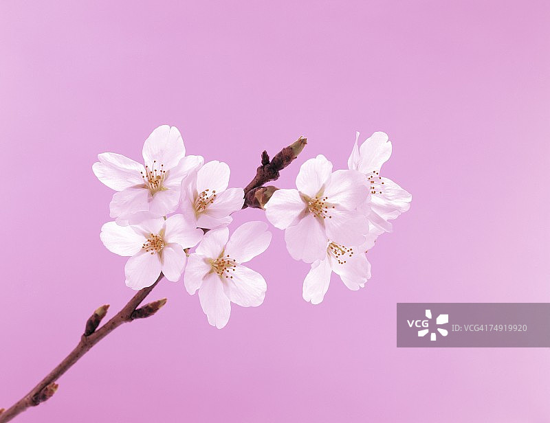 白花的特写图片素材