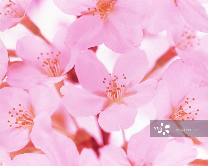 粉红色花朵的特写图片素材