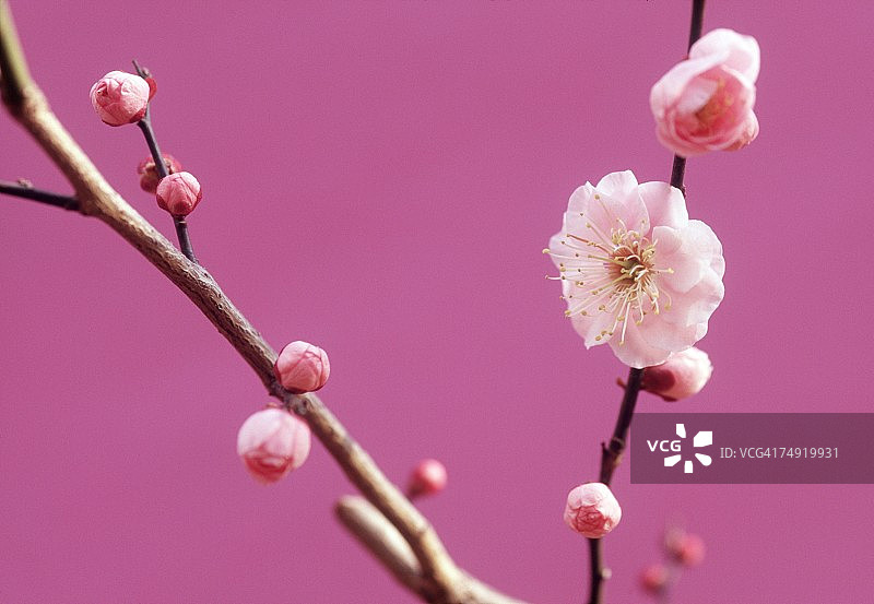 花蕾和花朵特写图片素材