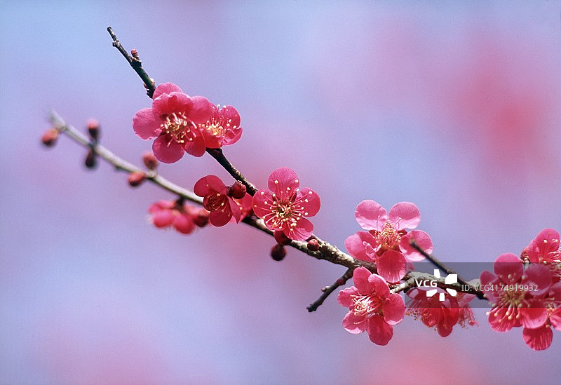 树枝上红花的特写图片素材