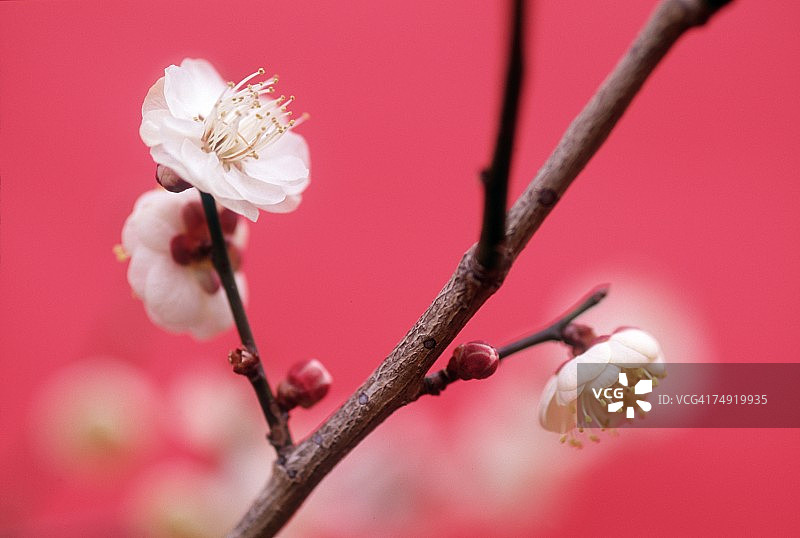 白花的特写图片素材