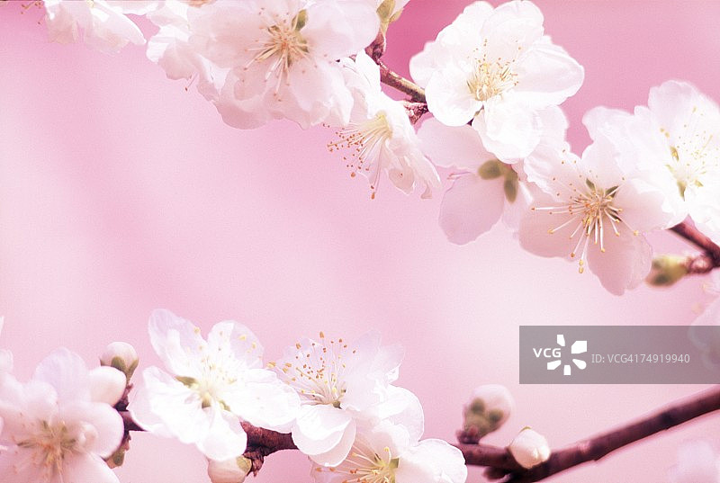 白花的特写图片素材