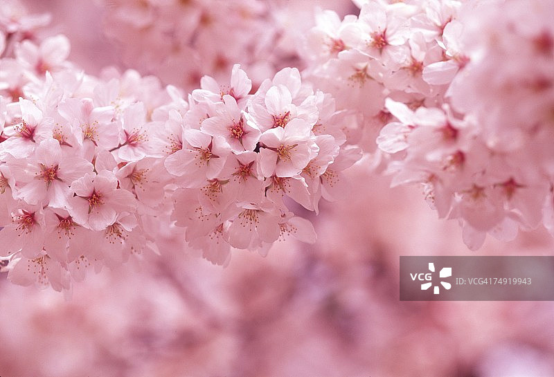 白色花簇图片素材