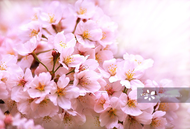 白花的特写图片素材