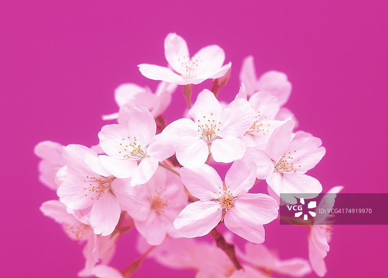 白花的特写图片素材