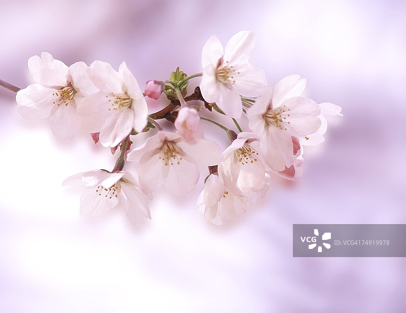 白花的特写图片素材