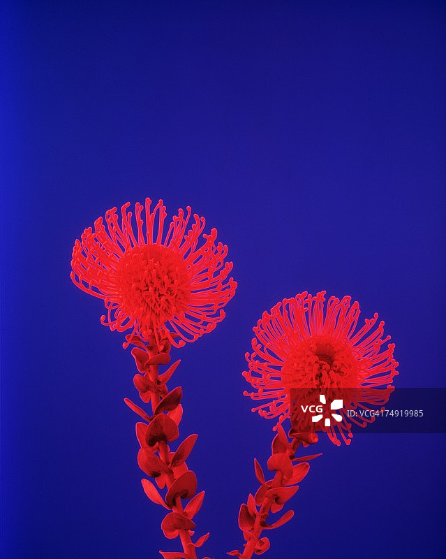 红色花朵特写图片素材