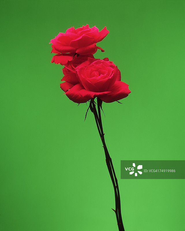红色玫瑰花特写图片素材