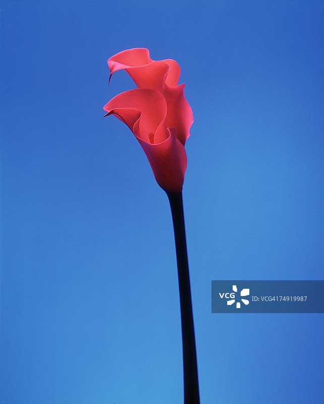 特写：红色花朵图片素材