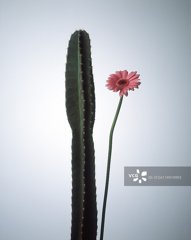 仙人掌植物和花朵特写图片素材