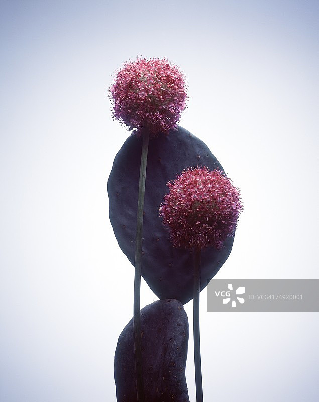 粉色花朵与仙人掌植物特写图片素材
