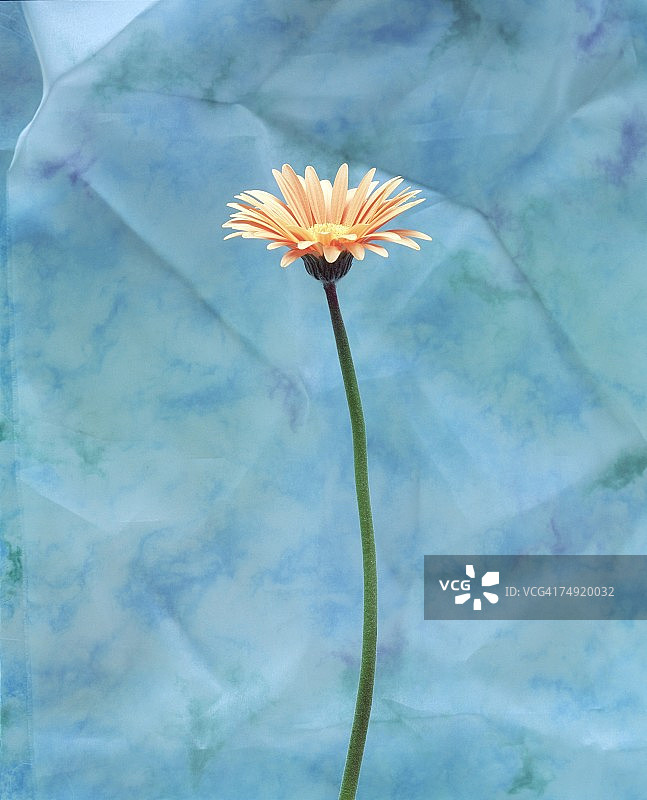 美丽花朵特写图片素材