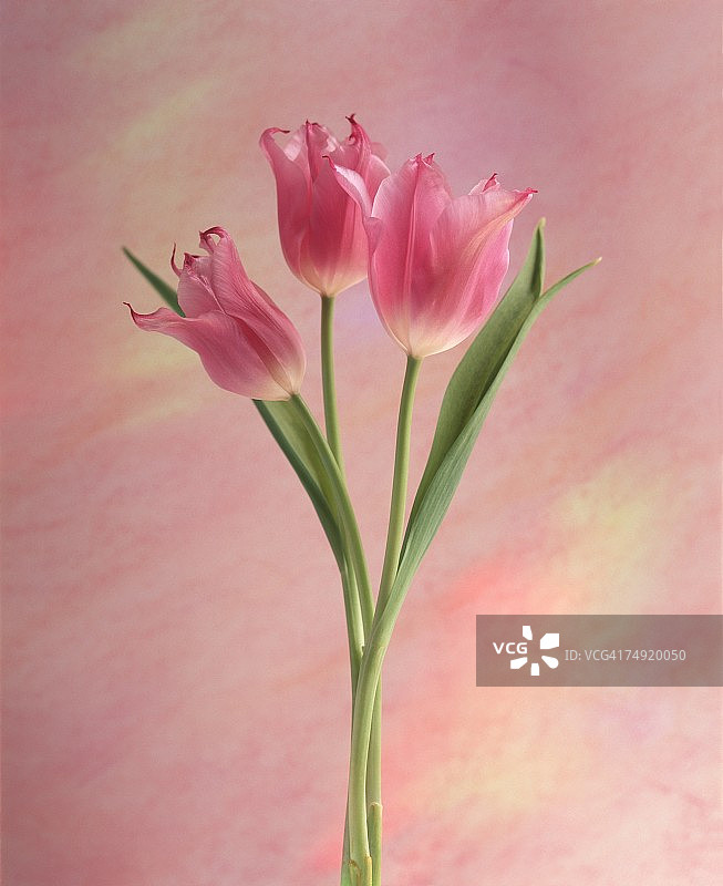 粉红色花朵的特写图片素材