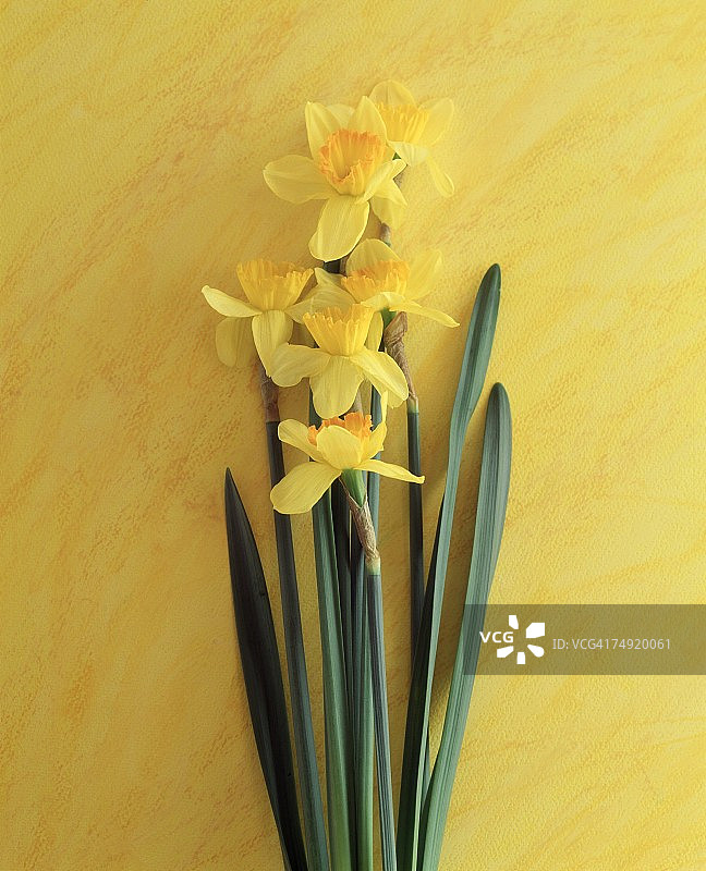 黄色花朵的特写图片素材