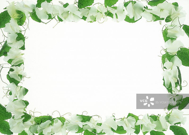 白色花朵框架特写图片素材