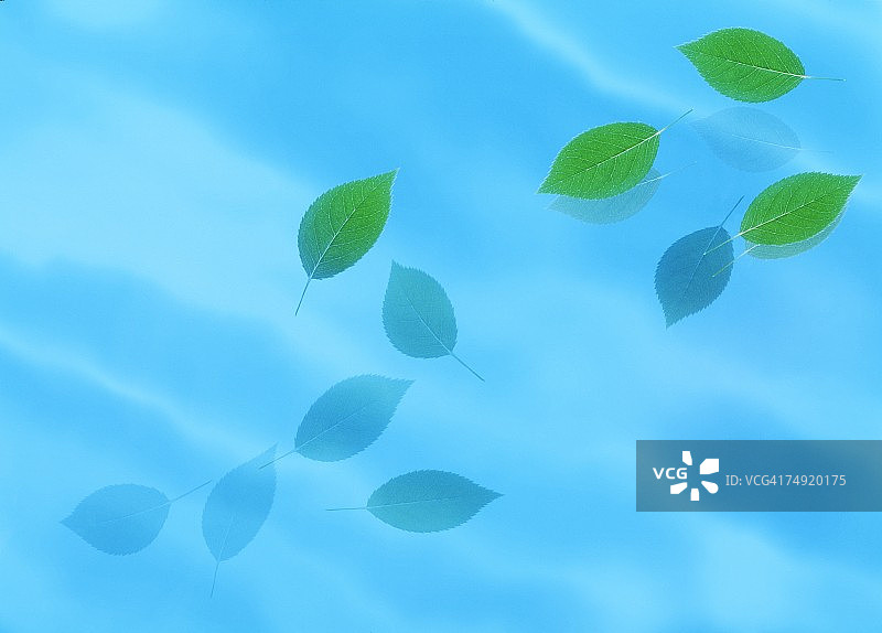浸在水中的树叶（数字合成图）图片素材