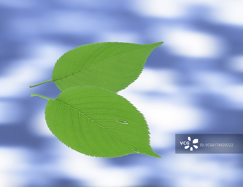 尖叶特写（数码合成）图片素材
