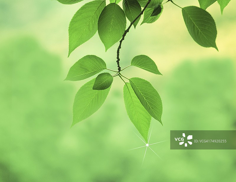绿叶的特写图片素材