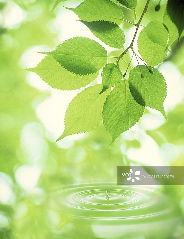 从树叶上滴落的水滴特写图片素材