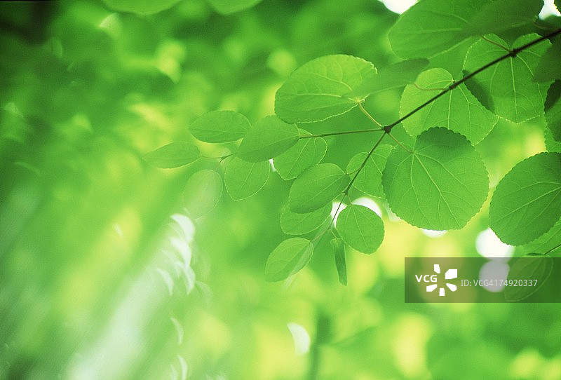 绿叶的特写图片素材