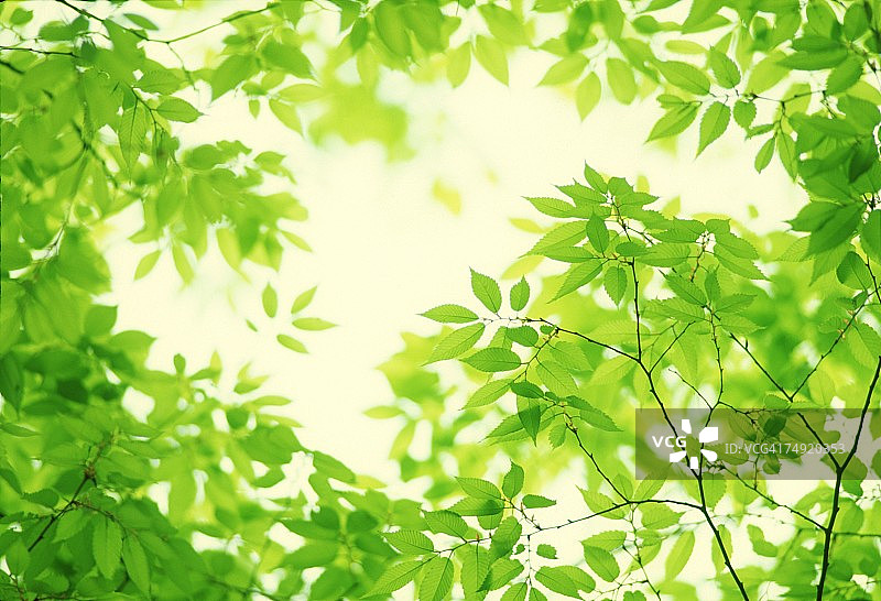 叶子的特写图片素材