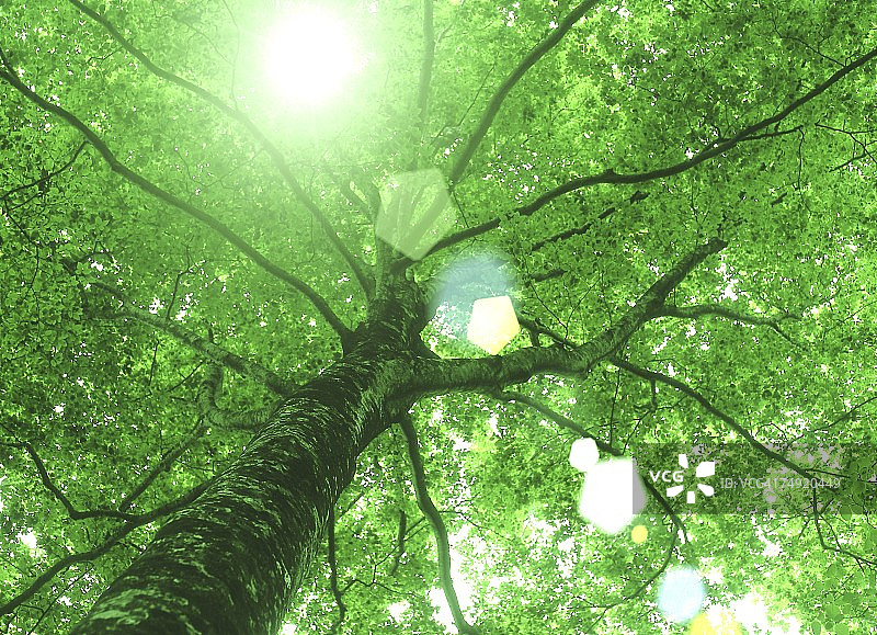 阳光照耀树木景色图片素材