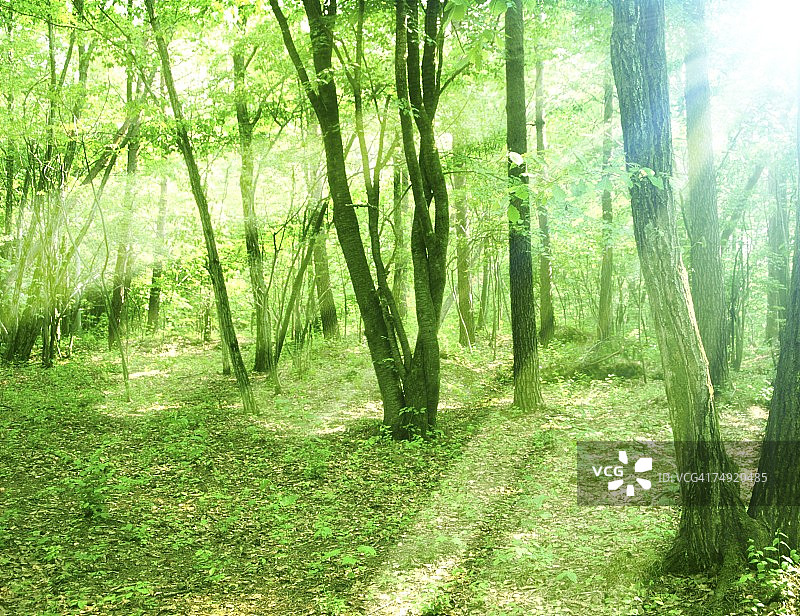 树林中的阳光景观图片素材