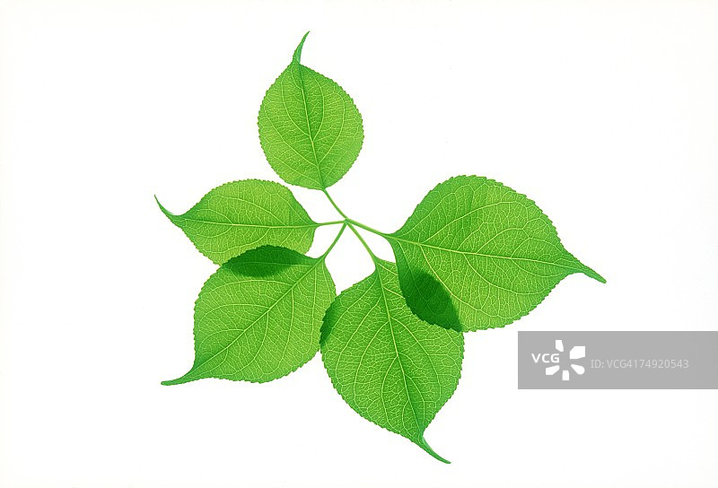 带有绿叶的茎图片素材
