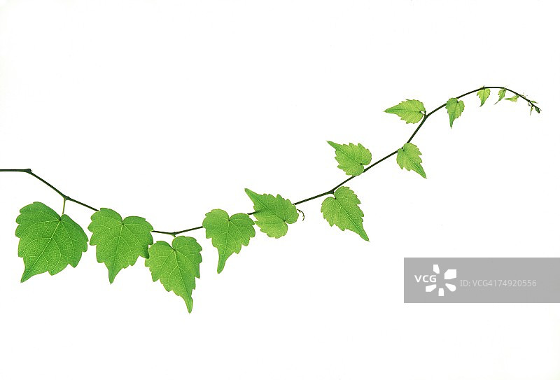 带有绿叶的茎图片素材