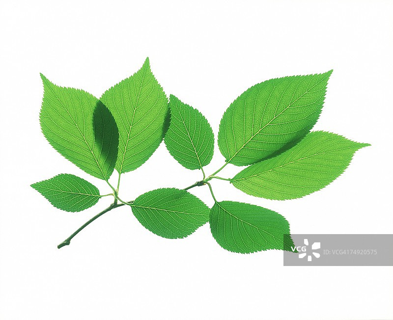 带有绿叶的茎图片素材