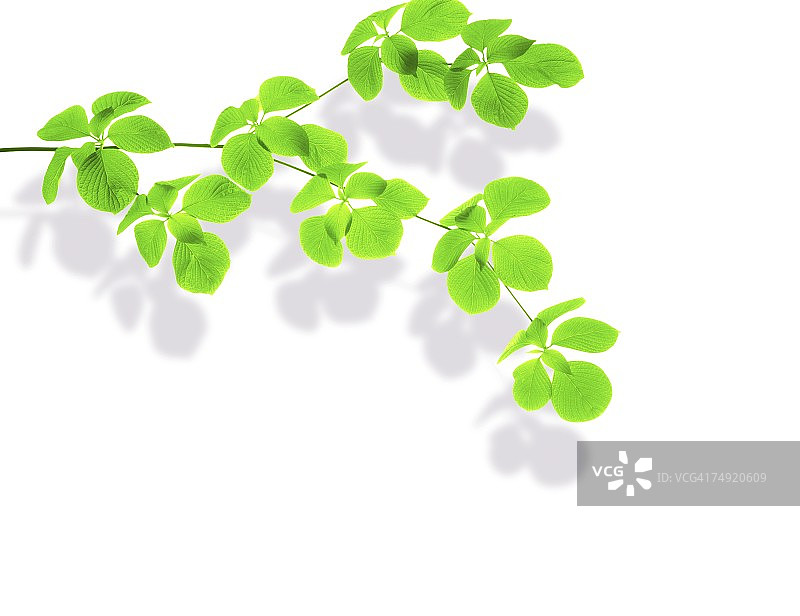带有绿叶的茎图片素材