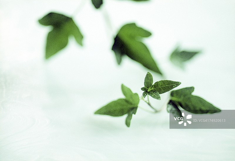 带有绿叶的茎图片素材