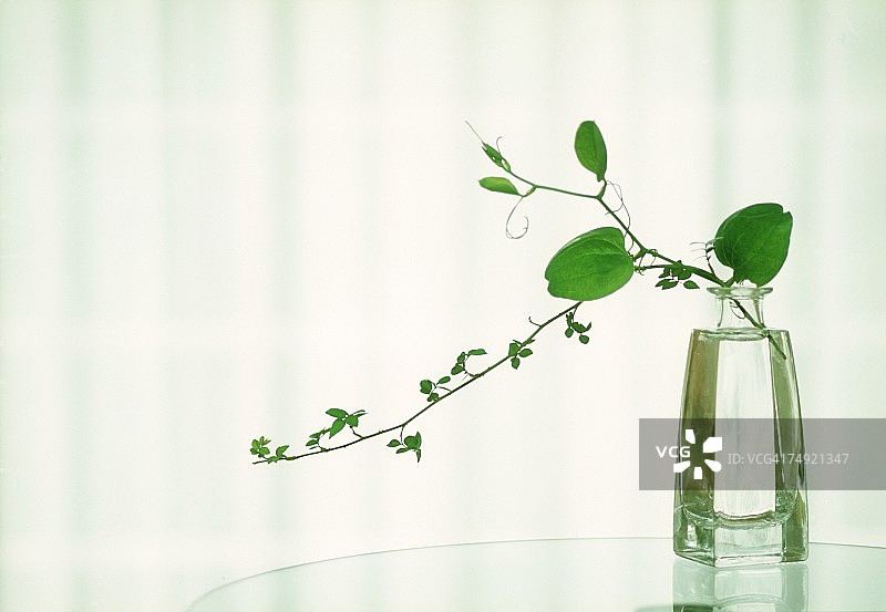 花瓶里的植物特写图片素材