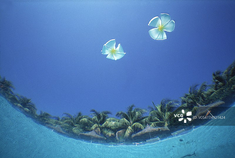 水下视角：漂浮在水面上的鲜花图片素材