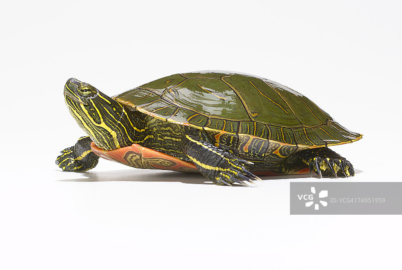 西部彩龟侧视图图片素材