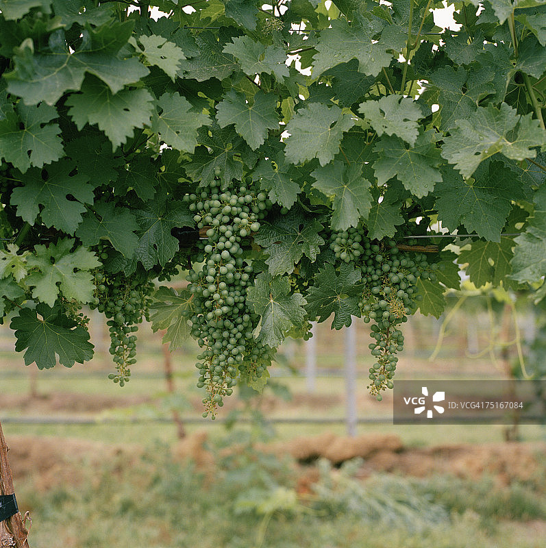 挂在树上的葡萄图片素材
