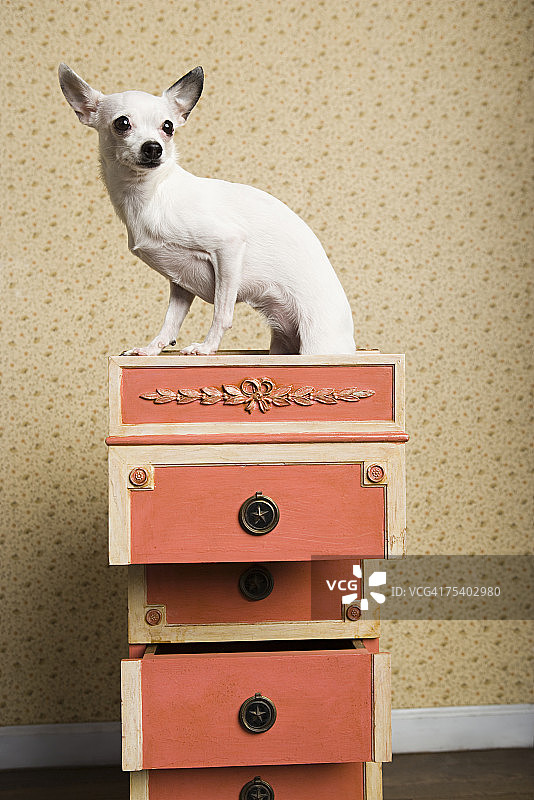梳妆台上的吉娃娃犬图片素材