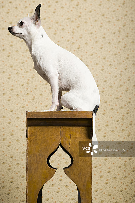 长椅上的吉娃娃图片素材