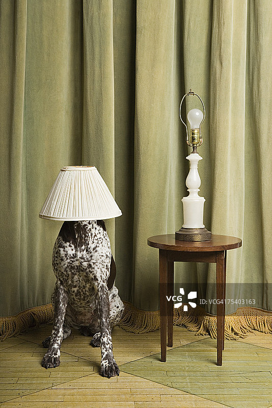 头顶灯罩的狗图片素材