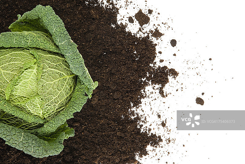 卷心菜图片素材