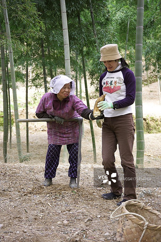 女人挖竹笋图片素材