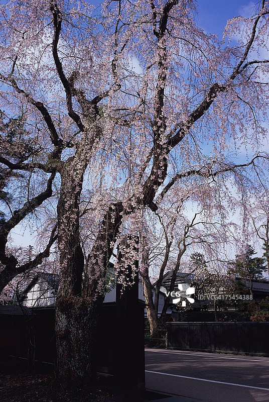 日本秋田县角馆的樱花图片素材