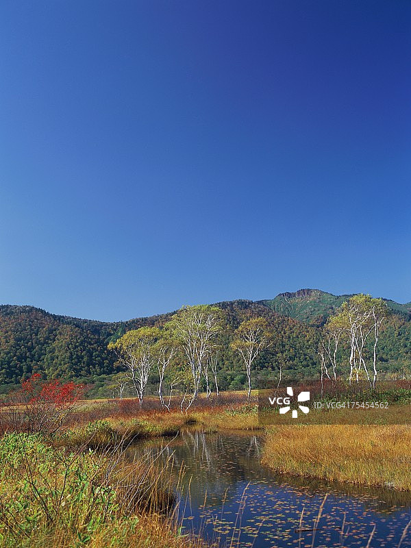 日本群马县尾濑原的白桦树和睡莲图片素材