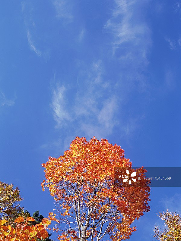 日本长野县志贺高原的白桦树和枫树图片素材