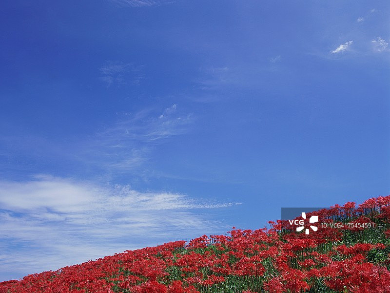 日本埼玉县川岛的红色彼岸花图片素材