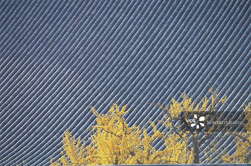 日本京都府西本愿寺屋顶图片素材