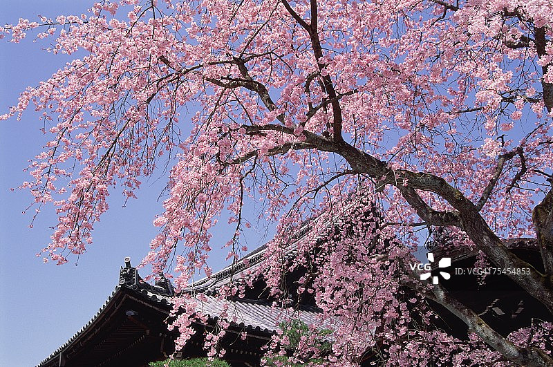日本京都府知恩院图片素材